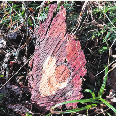 Die Natur als Künstler - Die Natur als Künstler. Foto: Georg Kalt, Laufenburg