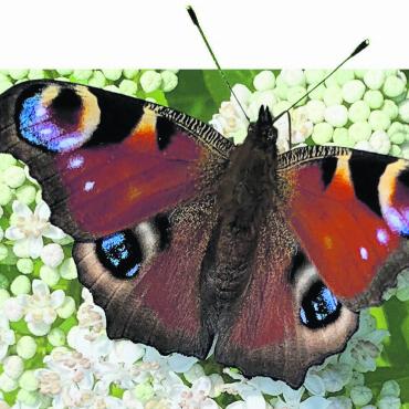 LESERFOTO - Wunderschönes Tagpfauenauge geniesst die wenigen Sonnenstrahlen. Gesehen in Kaisten. Foto: Margrit Freudemann, Kaisten