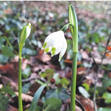 LESERFOTO - Märzenbecher in der ersten Februarwoche – entdeckt bei einem Spaziergang im Kaister Wald. Foto: Georg Kalt, Laufenburg