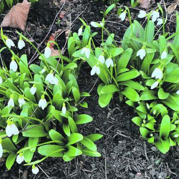 LESERFOTO - Der Frühling naht und die ersten Schneeglöckchen zeigen sich bereits. Gesehen in Kaisten. Leserfoto: Margrit Freudemann, Kaisten