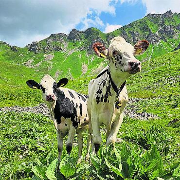 Sommer-Fotos - Herzerwärmende, neugierige Blicke im Naaftal auf 1863 m ü. M. in der Liechtensteiner Bergwelt. Foto: Gabriela Stocker, Obermumpf