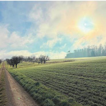 LESERFOTO - Ein mystischer Spaziergang oberhalb Münchwilen. Foto: Daniela Trütsch, Stein