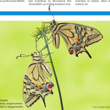 Zwei frisch geschlüpfte Schwalbenschwänze - Foto: Urs Kägi, Wegenstetten