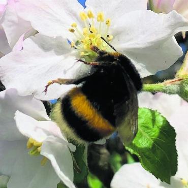 LESERFOTO - Diese Hummel – gesehen in Kaisten – ist schon fleissig am Pollen sammeln. Leserfoto: Margrit Freudemann, Kaisten
