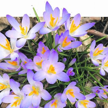 LESERFOTO - Krokusse in voller Blüte, gesehen im Hardwald Kaisten. Foto: Margrit Freudemann, Kaisten