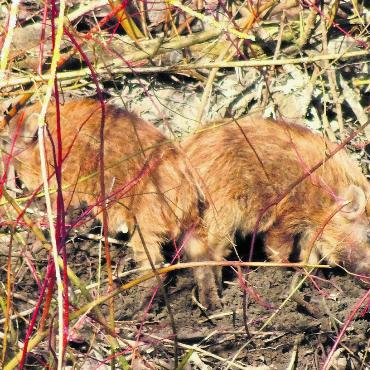 LESERFOTO - Tief im Wald und gut getarnt, Frischlinge auf Nahrungssuche. Foto: Georg Kalt, Laufenburg