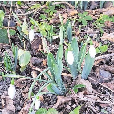 LESERFOTO - Der Frühling ist nicht mehr weit. Blühende Schneeglöckchen entdeckt bei einem Neujahrsspaziergang in Laufenburg. Foto: Georg Kalt