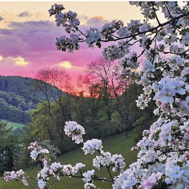 LESERFOTO - Apfelblüten treffen auf Sonnenuntergang: gesehen in Obermumpf. Gabriela Stocker, Obermumpf