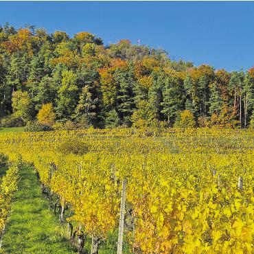 LESERFOTO - Der Herbst in seinen schönsten Farben. Blick Richtung Homberg in Wittnau. Foto: Martin Kohler, Wittnau