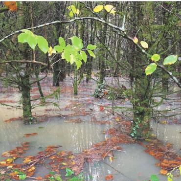 LESERFOTO - Wo Fuchs und Hase um die Wette schwimmen? Hardwald in Kaisten unter Wasser. Foto: Margrit Freudemann, Kaisten