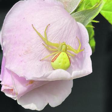 LESERFOTO - Krabbenspinne in Möhlin gesehen. Foto: Böbbi Mahrer, Möhlin