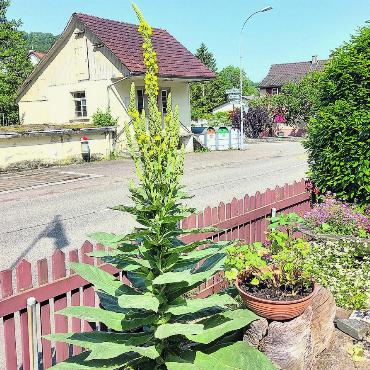 LESERFOTO - «In unserem Garten steht eine über zwei Meter hohe Königskerze», schreibt Gaby Hasler. Foto: Gaby Hasler, Obermumpf