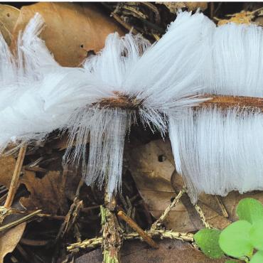 LESERFOTO - Wunderschönes Haareis, das sich nach einer kalten Nacht gebildet hat. Gesehen im Hardwald Kaisten. Leserfoto: Margrit Freudemann