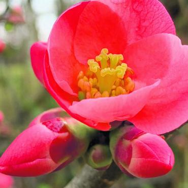 LESERFOTO - Wunderschön blühende japanische Zierquitte – in Kaisten. Foto: Margrit Freudemann