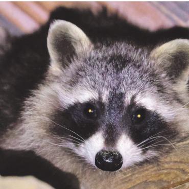 LESERFOTO - Ein Waschbär schaut aus dem Schopf-Dach in Gansingen. Foto: Markus Schraner, Gansingen