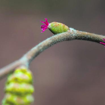 LESERFOTO - Wer genau hinsieht, kann an verschiedenen Haselsträuchern bereits die frühesten Frühlingsboten entdecken: die winzigen, oft übersehenen roten Blüten. Ob sie den Kälteeinbruch überstehen werden, der eben vorausgesagt wurde? Foto: Henri Leuzinger, Rheinfelden.