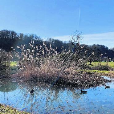 LESERFOTO - Nachdem der Mühliweiher wieder eisfrei ist, kehren die Enten zurück. Foto: Margrit Freudemann, Kaisten