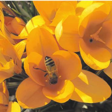 LESERFOTO - Mit den warmen Frühlingstemperaturen sind auch die Bienen schon unterwegs. Foto: Margrit Freudemann, Kaisten