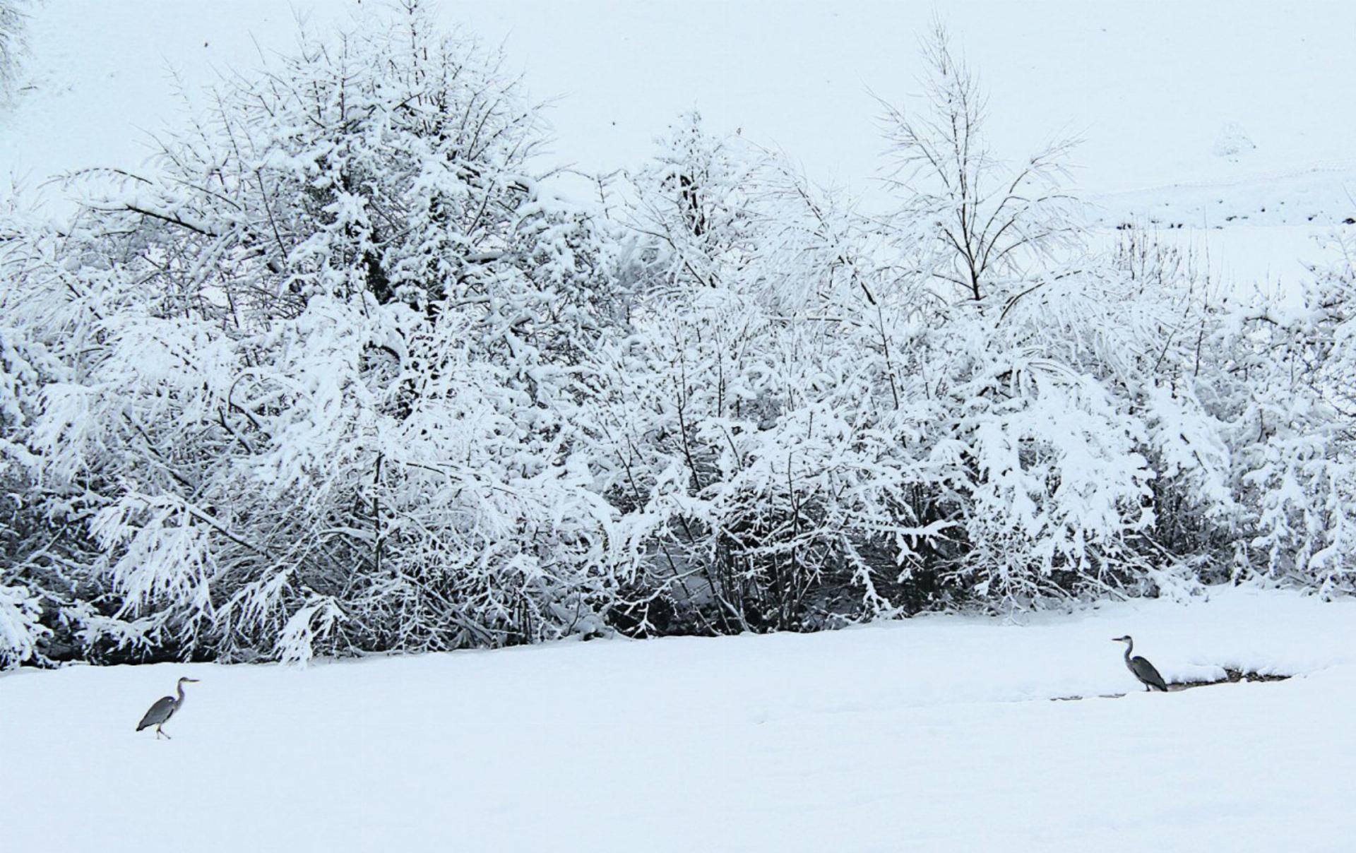Momentaufnahme: tierischer Smalltalk auf Schnee, zwischen Zeihen und Hornussen. Foto: Karin Pfister