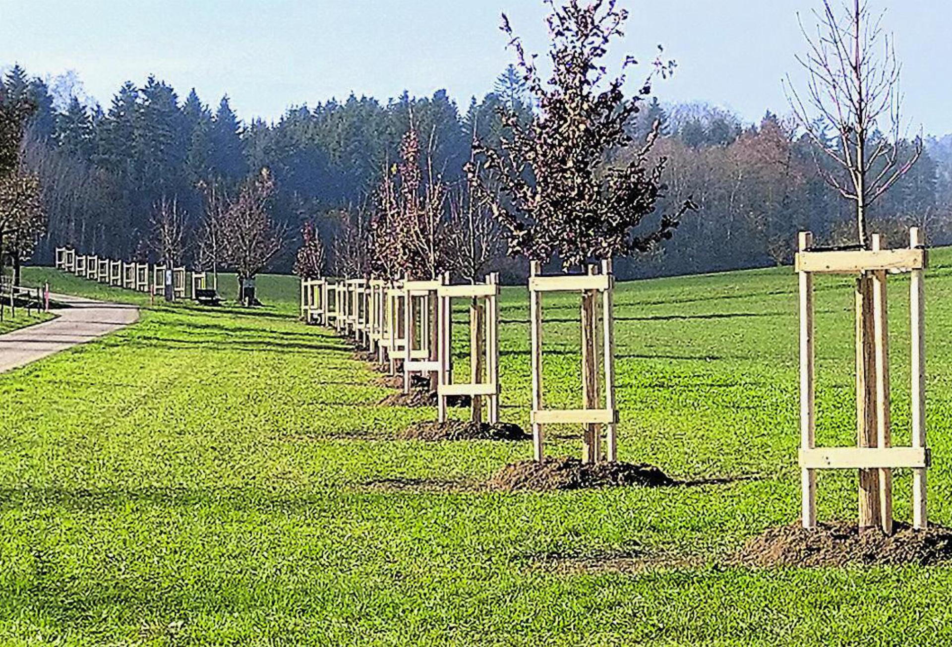 «Leitplanken» für Fledermäuse