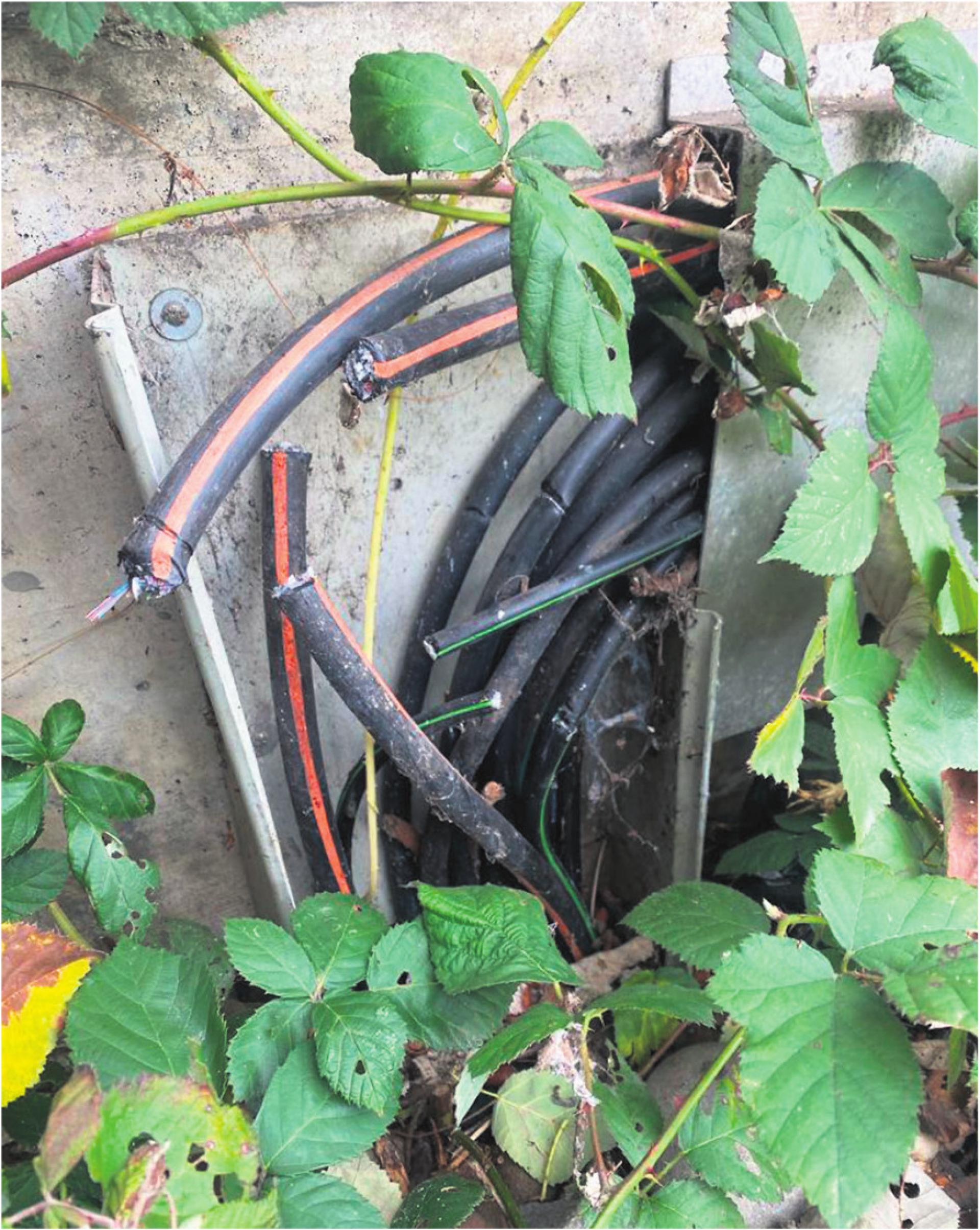 Wolfsrudel-Fall: Staatsanwältin muss nicht in den Ausstand - Das Bild wird blockiert. – Möglicherweise durch einen aktiven Adblocker.