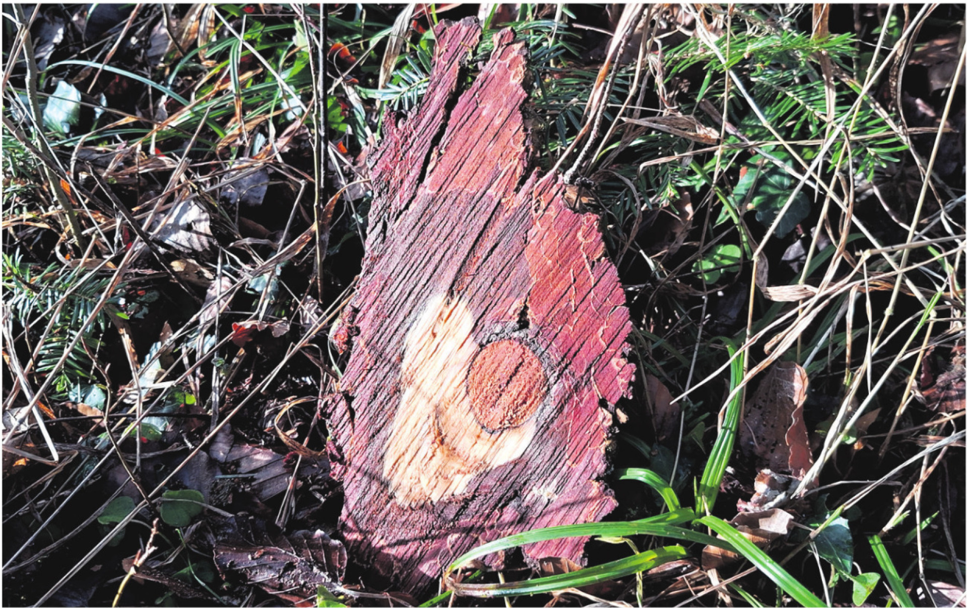 Die Natur als Künstler - Das Bild wird blockiert. – Möglicherweise durch einen aktiven Adblocker.