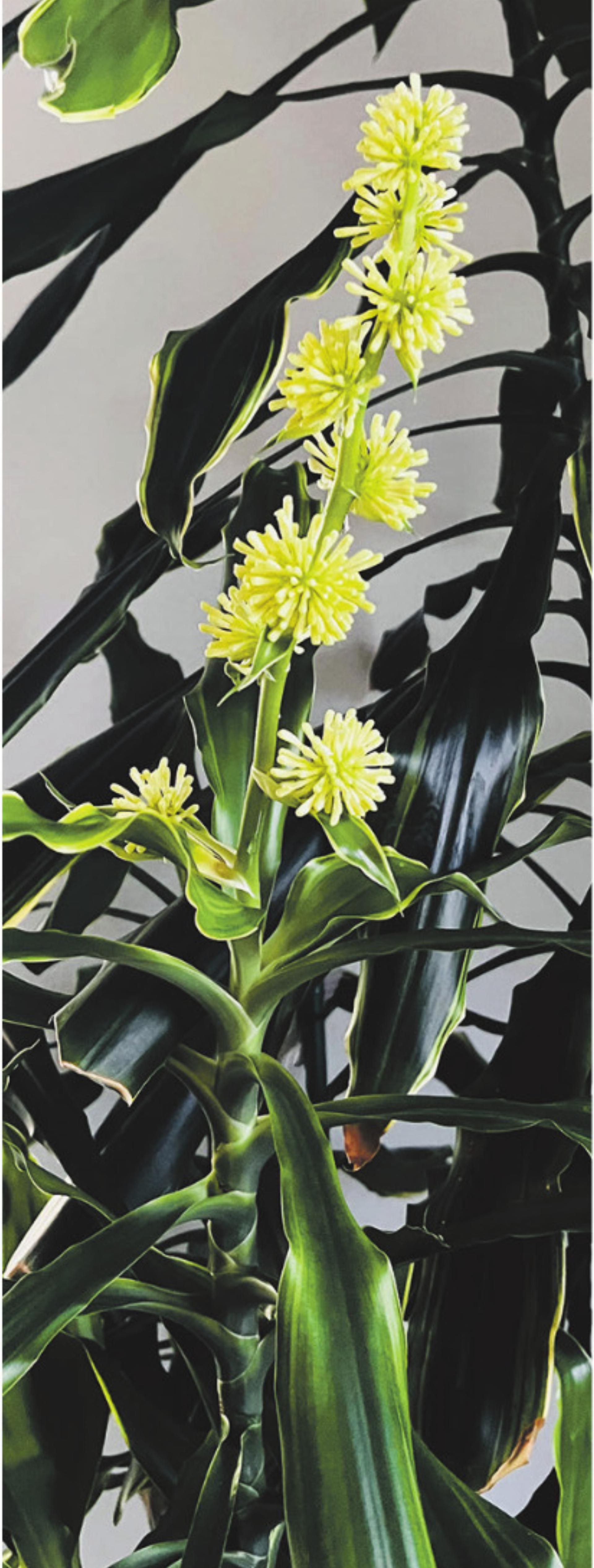 Yucca in Hochform - Das Bild wird blockiert. – Möglicherweise durch einen aktiven Adblocker.