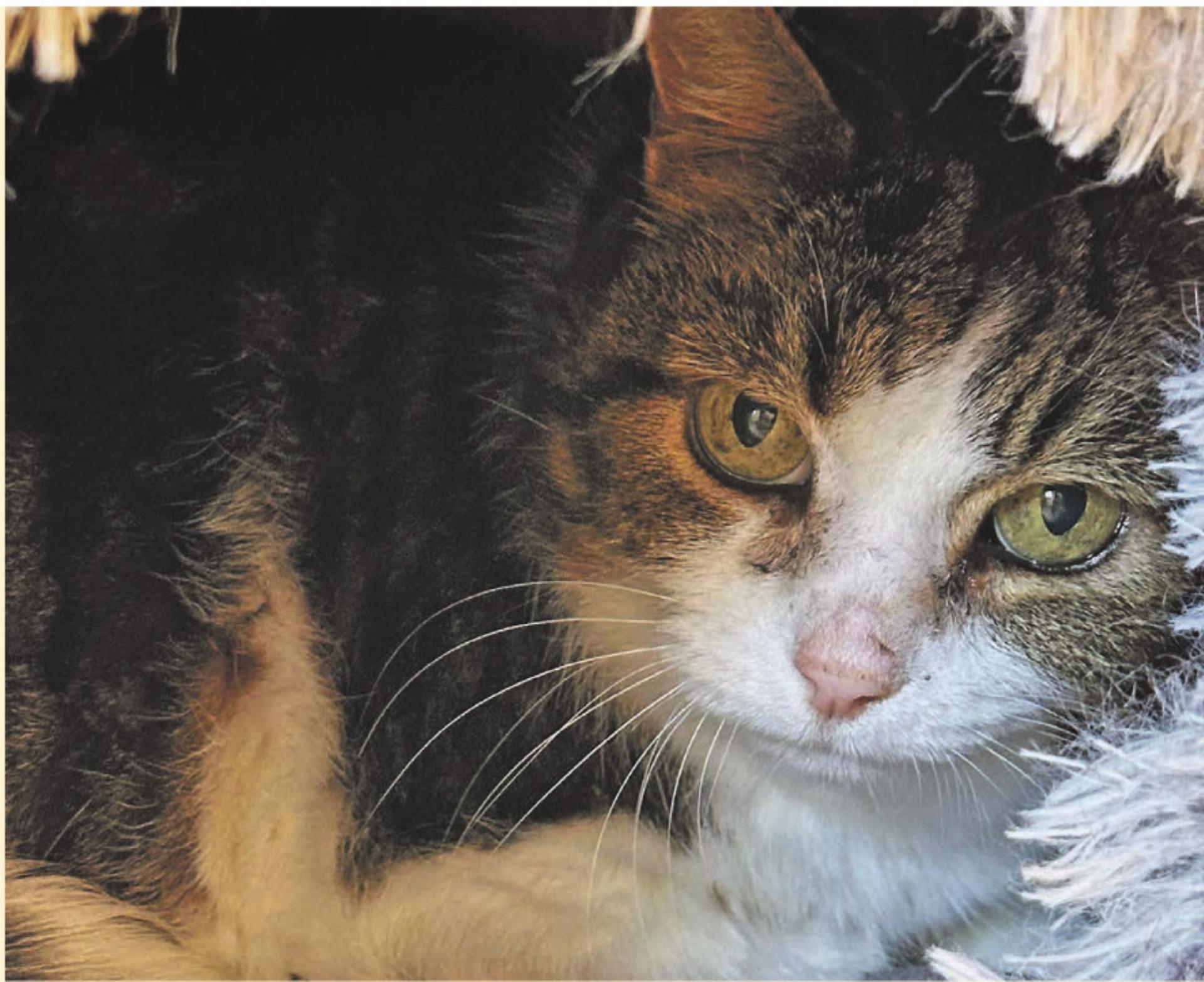 Geschichten vom TIERLIGNADENHOF KAISTEN - Das Bild wird blockiert. – Möglicherweise durch einen aktiven Adblocker.