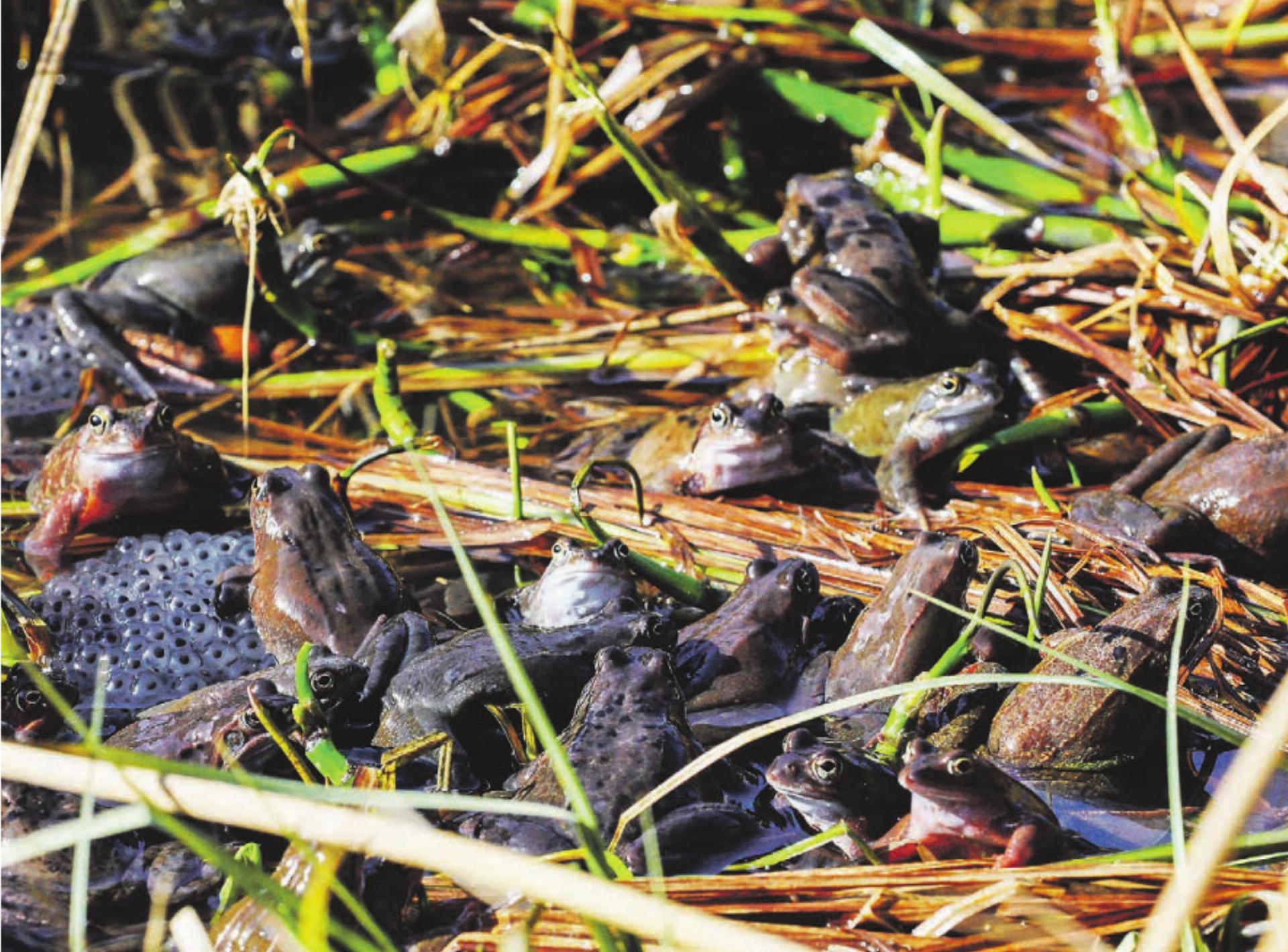 Millionen Tiere auf gefährlicher Mission - Das Bild wird blockiert. – Möglicherweise durch einen aktiven Adblocker.