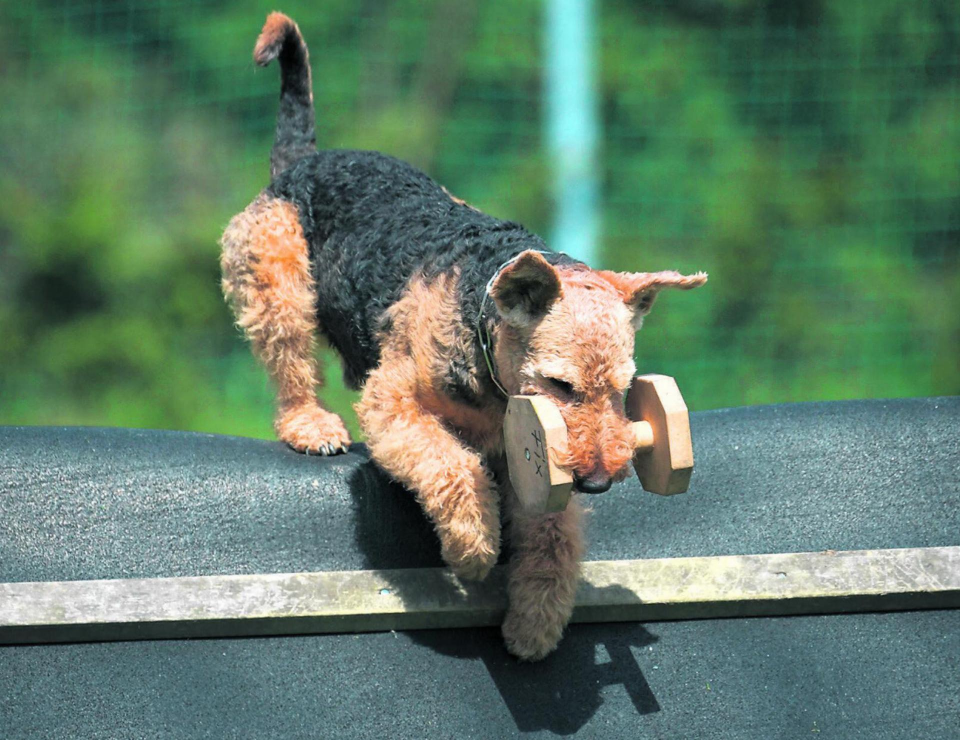 An der Weltmeisterschaft der Working Terrier Union werden verschiedene Hundesportdisziplinen ausgetragen. Foto: zVg