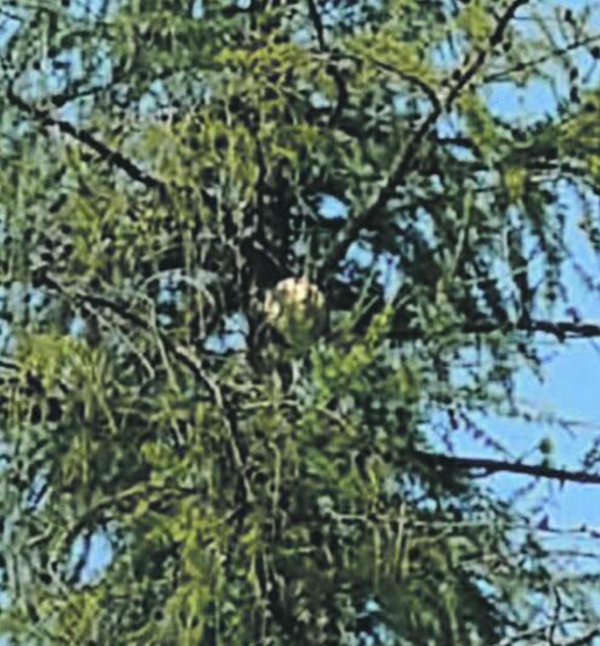Nest von Asiatischer Hornisse in der Badi entdeckt