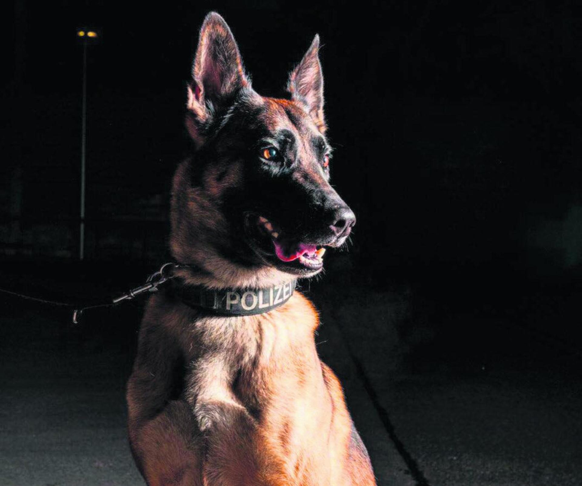 Unterstützung von Polizeihund Iaro