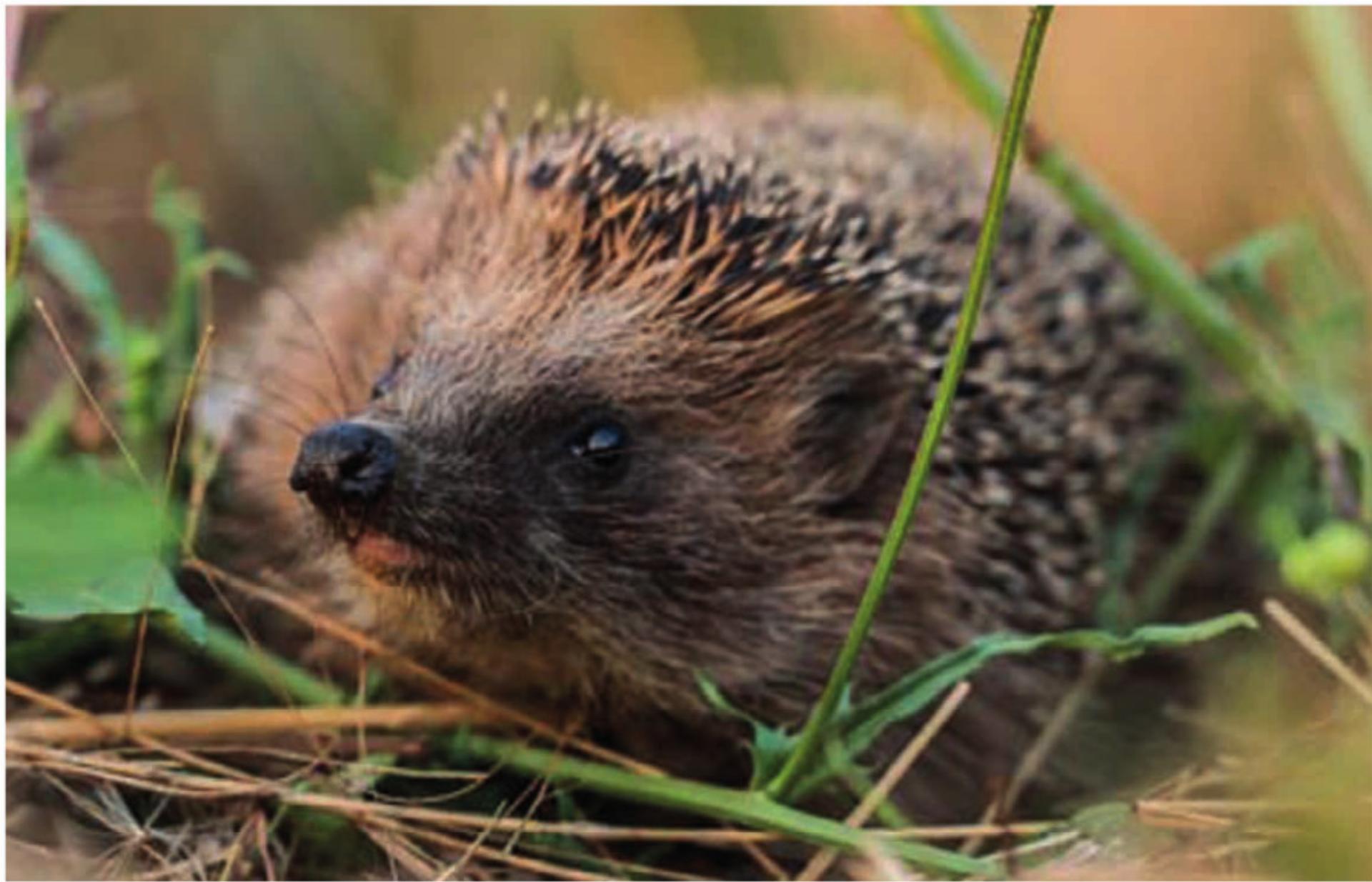 Der Igel ist das Tier des Jahres 2026 - Das Bild wird blockiert. – Möglicherweise durch einen aktiven Adblocker.