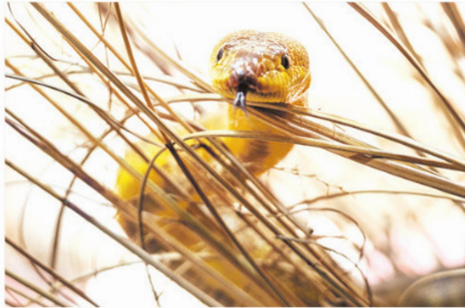 Woma Pythons im Basler Zolli - Das Bild wird blockiert. – Möglicherweise durch einen aktiven Adblocker.