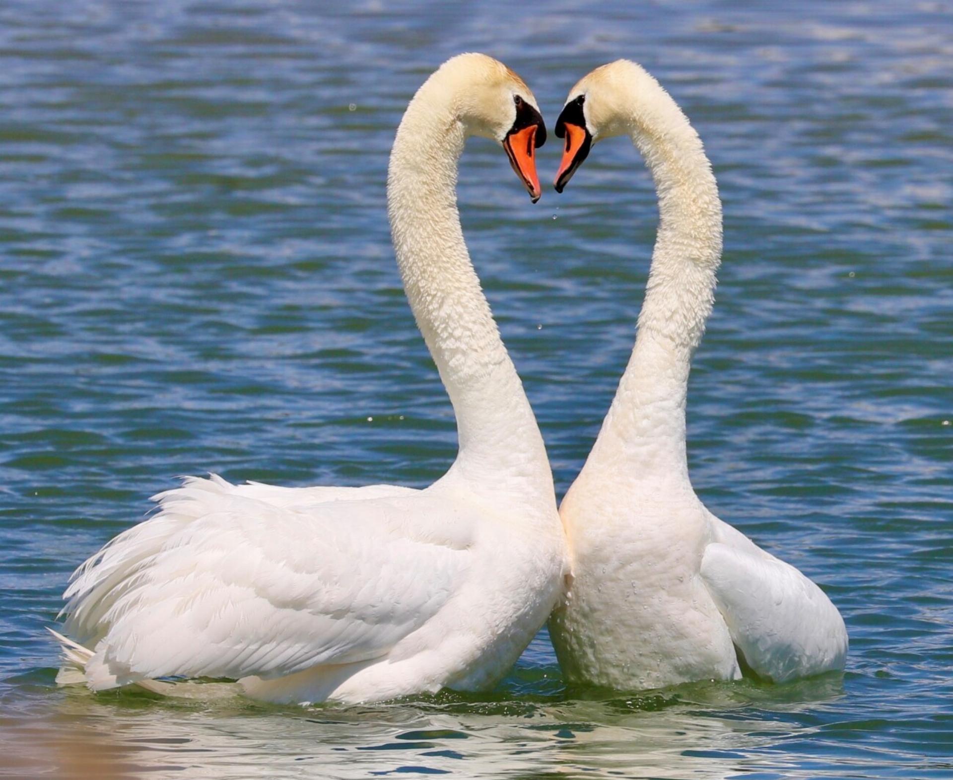 Es muss wohl Liebe sein.