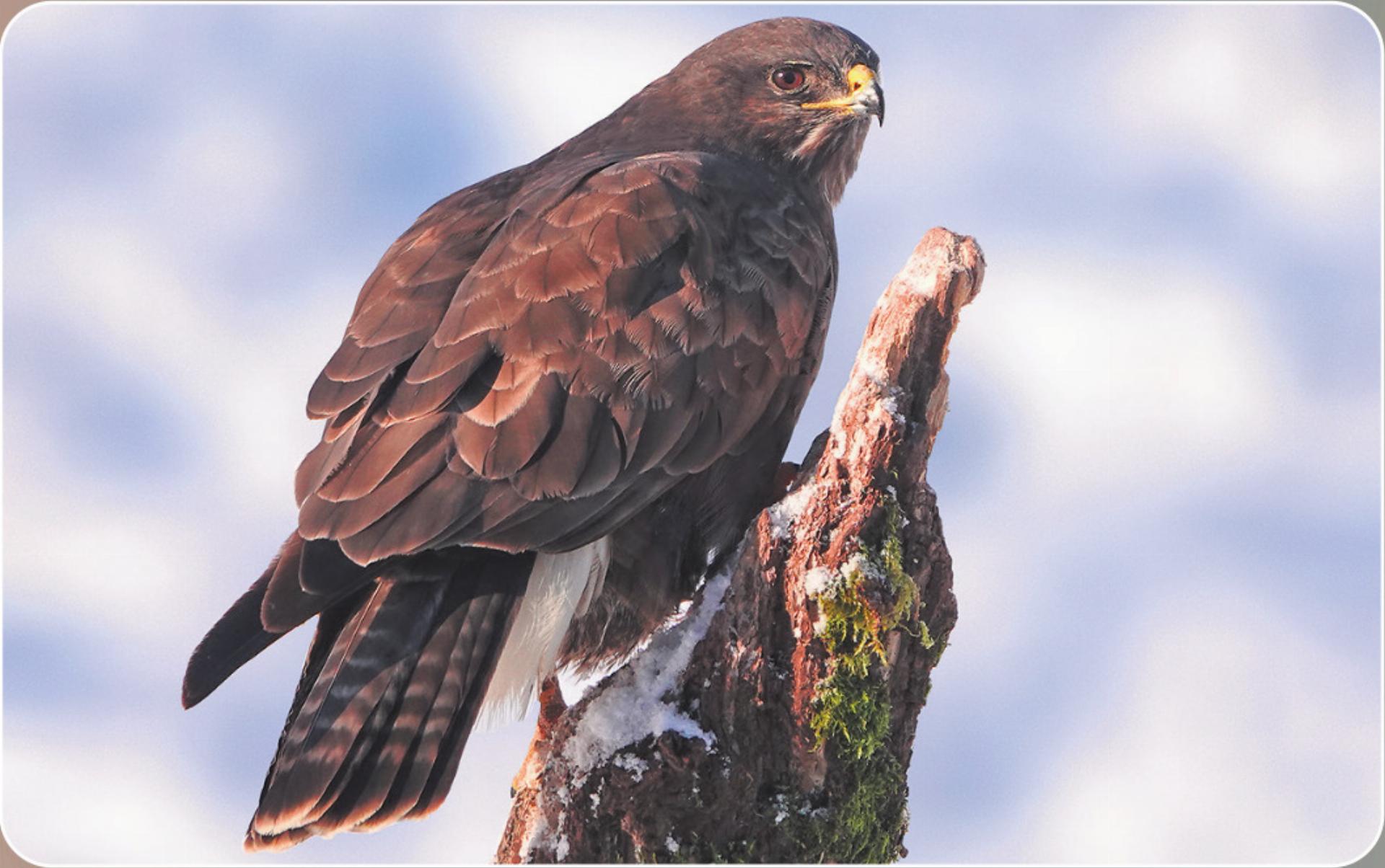 Mäusebussarde im Winter - Das Bild wird blockiert. – Möglicherweise durch einen aktiven Adblocker.