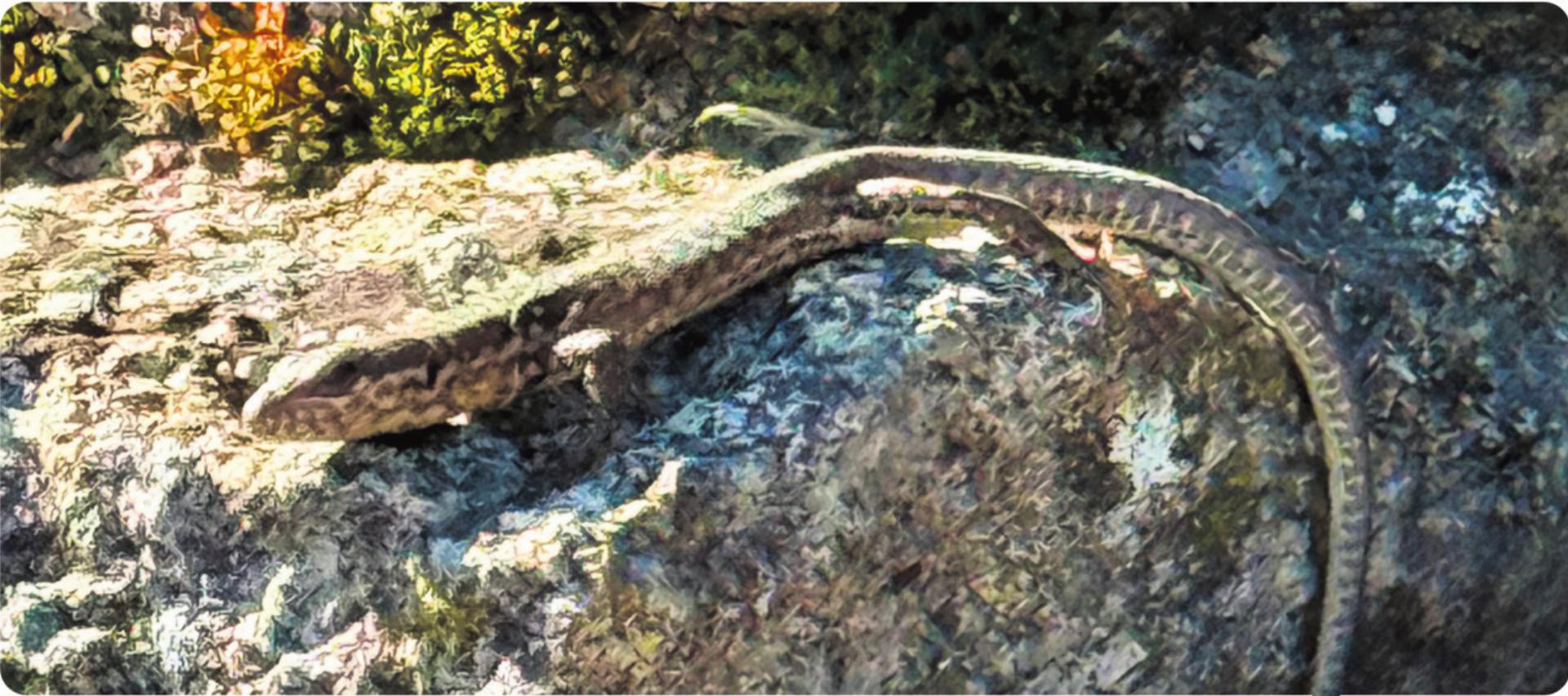 Es kriecht, fliegt und summt - Das Bild wird blockiert. – Möglicherweise durch einen aktiven Adblocker.