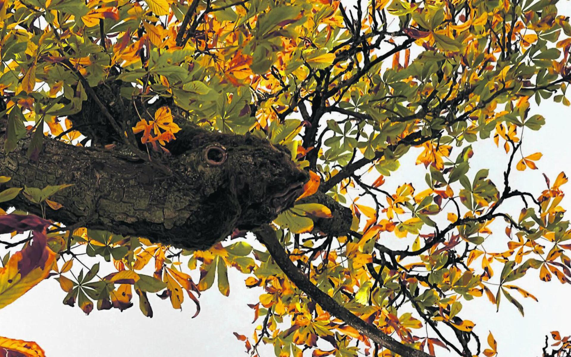 In diesem Laufenburger Kastanienbaum lebt ein knorriger Holzgeselle. Foto: Susanne Hörth