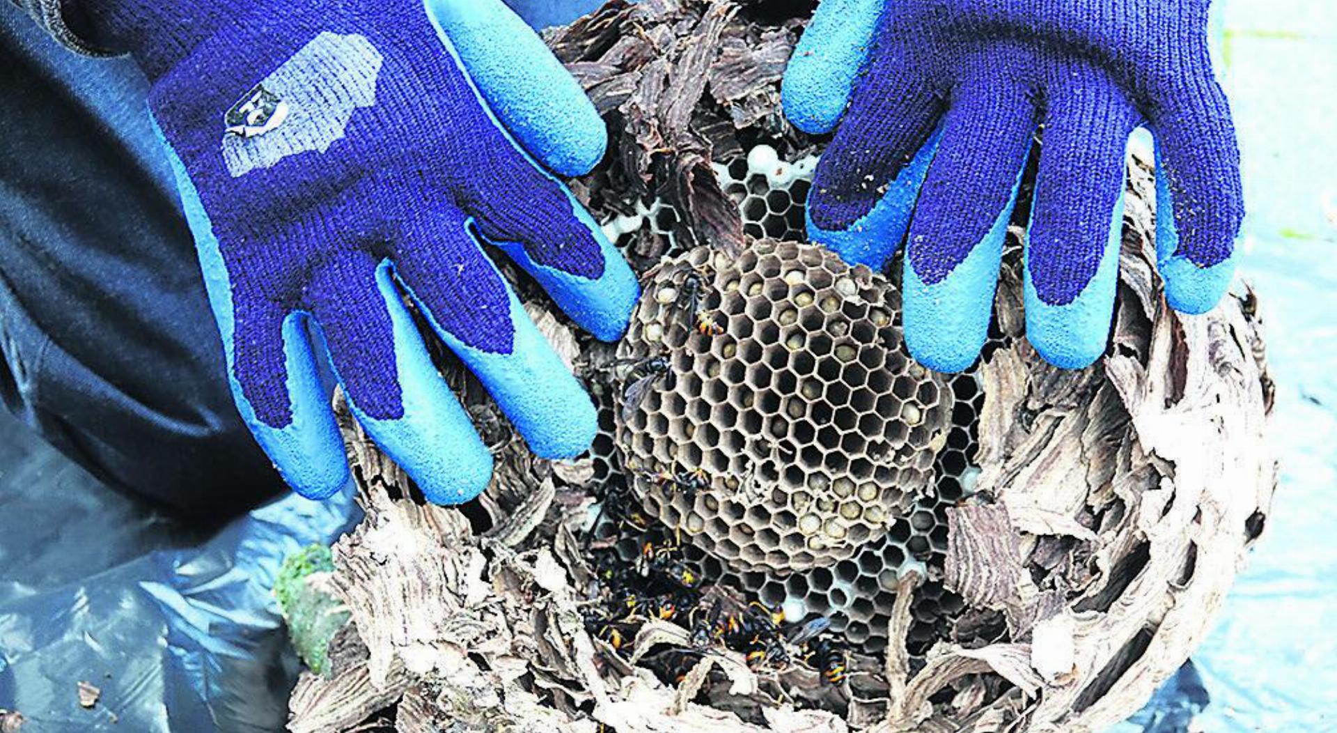 Dieses Nest der Asiatischen Hornisse ist im vergangenen November in Rheinfelden entdeckt worden. Foto: Valentin Zumsteg
