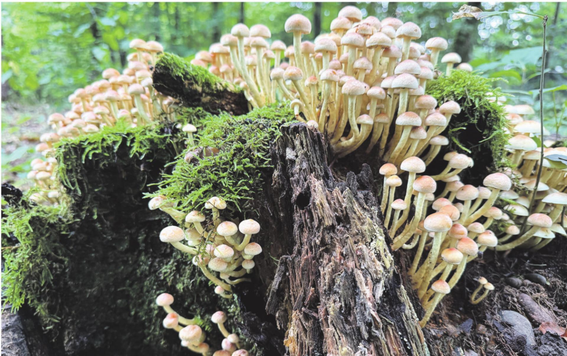 Eine Pilzburg im Kaister Wald. - Das Bild wird blockiert. – Möglicherweise durch einen aktiven Adblocker.