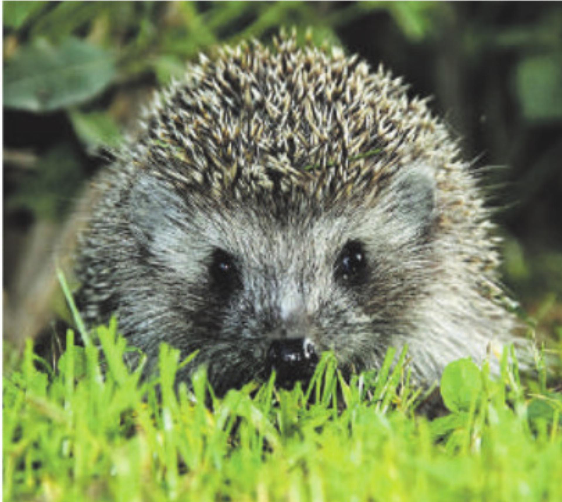 Der Igel im Siedlungsraum - Das Bild wird blockiert. – Möglicherweise durch einen aktiven Adblocker.