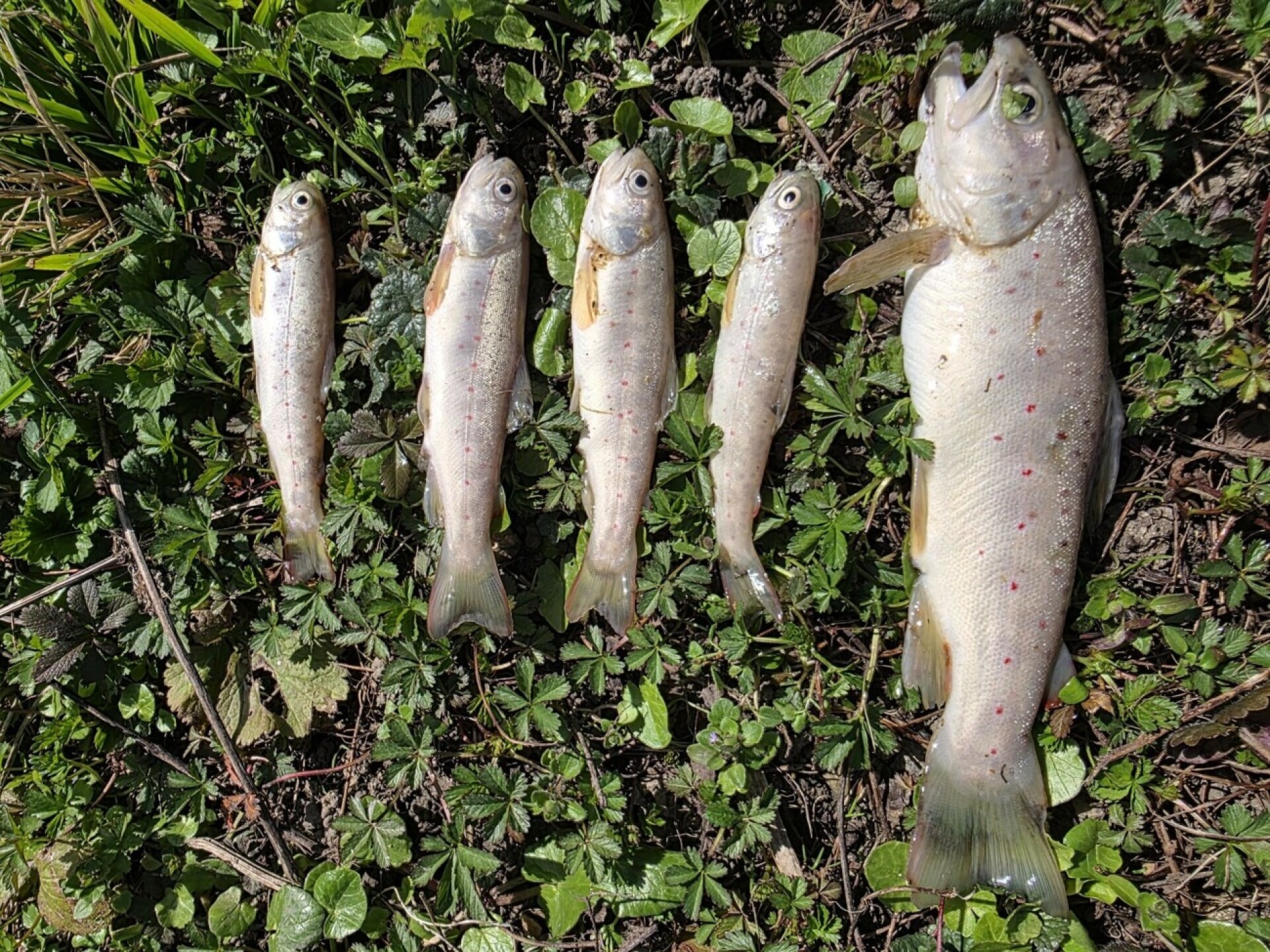 Stiller Tod im Möhlinbach - Das Bild wird blockiert. – Möglicherweise durch einen aktiven Adblocker.