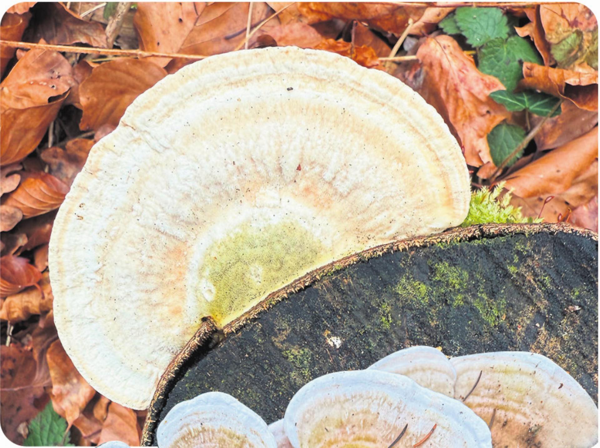 Kleine Waldgewächse im Januar - Das Bild wird blockiert. – Möglicherweise durch einen aktiven Adblocker.