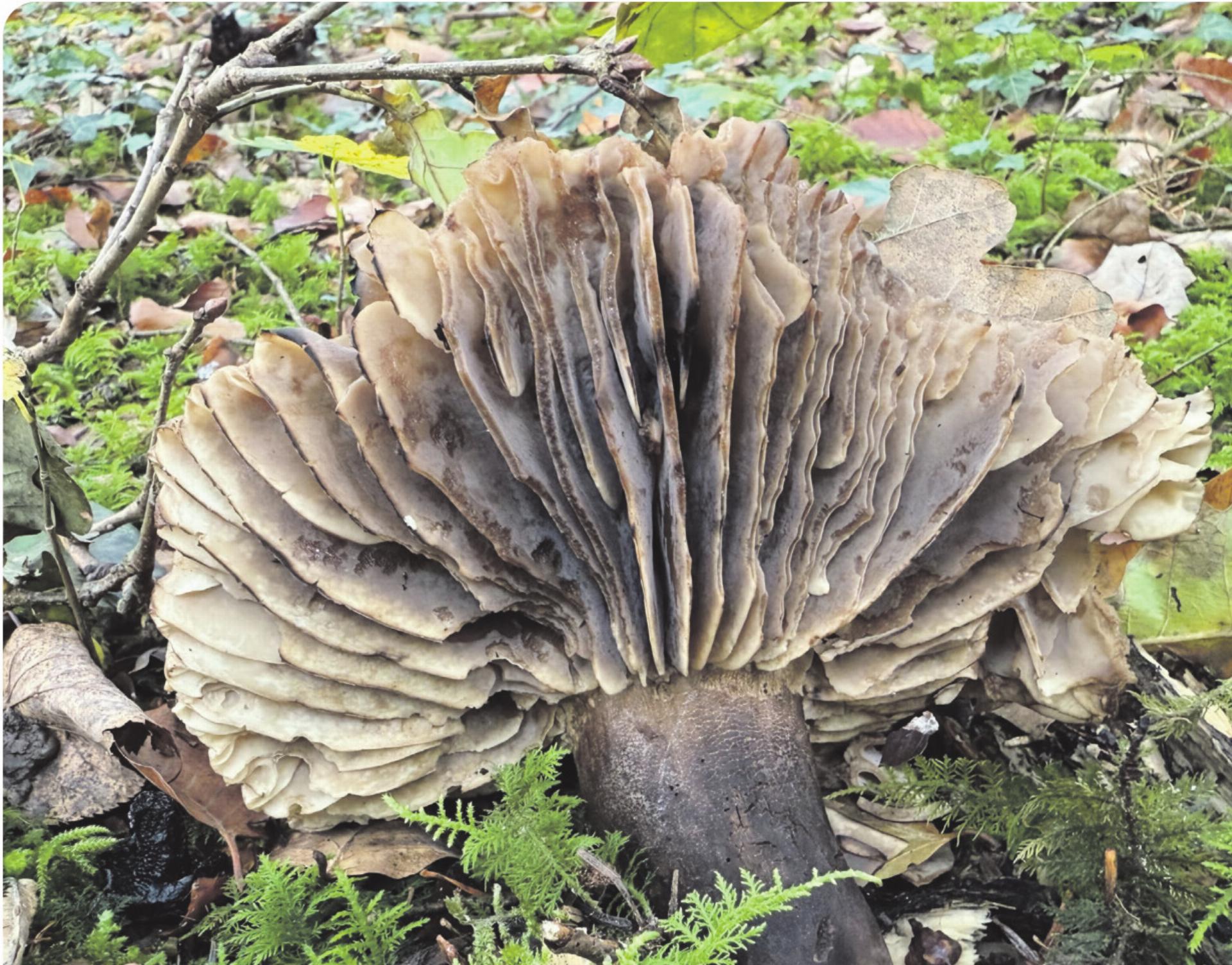 Vielfalt im November - Das Bild wird blockiert. – Möglicherweise durch einen aktiven Adblocker.