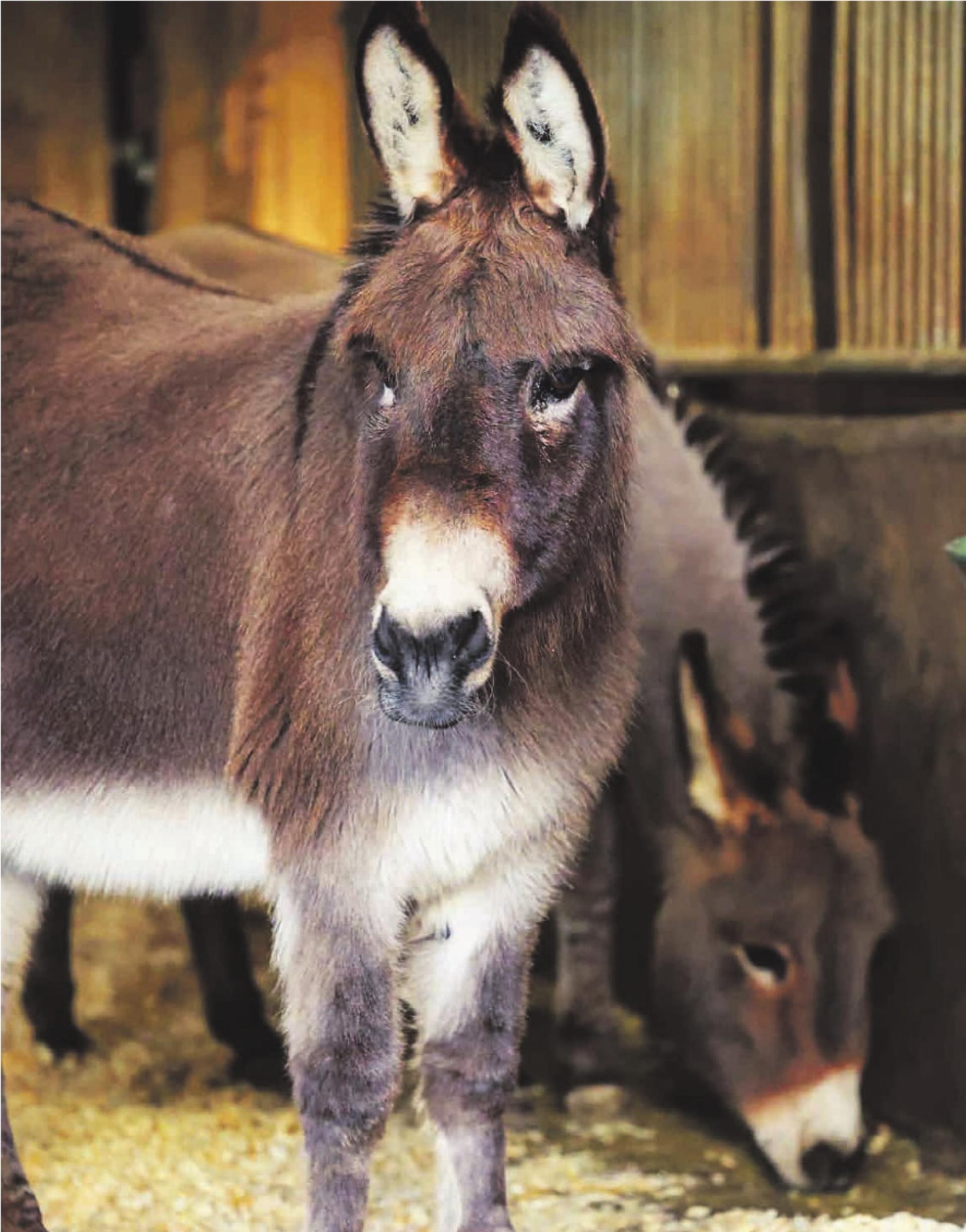 Geschichten vom Tierlignadenhof Kaisten - Das Bild wird blockiert. – Möglicherweise durch einen aktiven Adblocker.