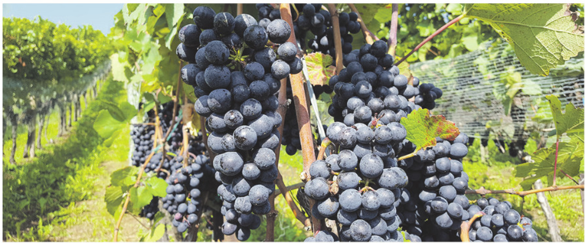 Optimistischer Rückblick auf das Weinjahr 2025 - Das Bild wird blockiert. – Möglicherweise durch einen aktiven Adblocker.