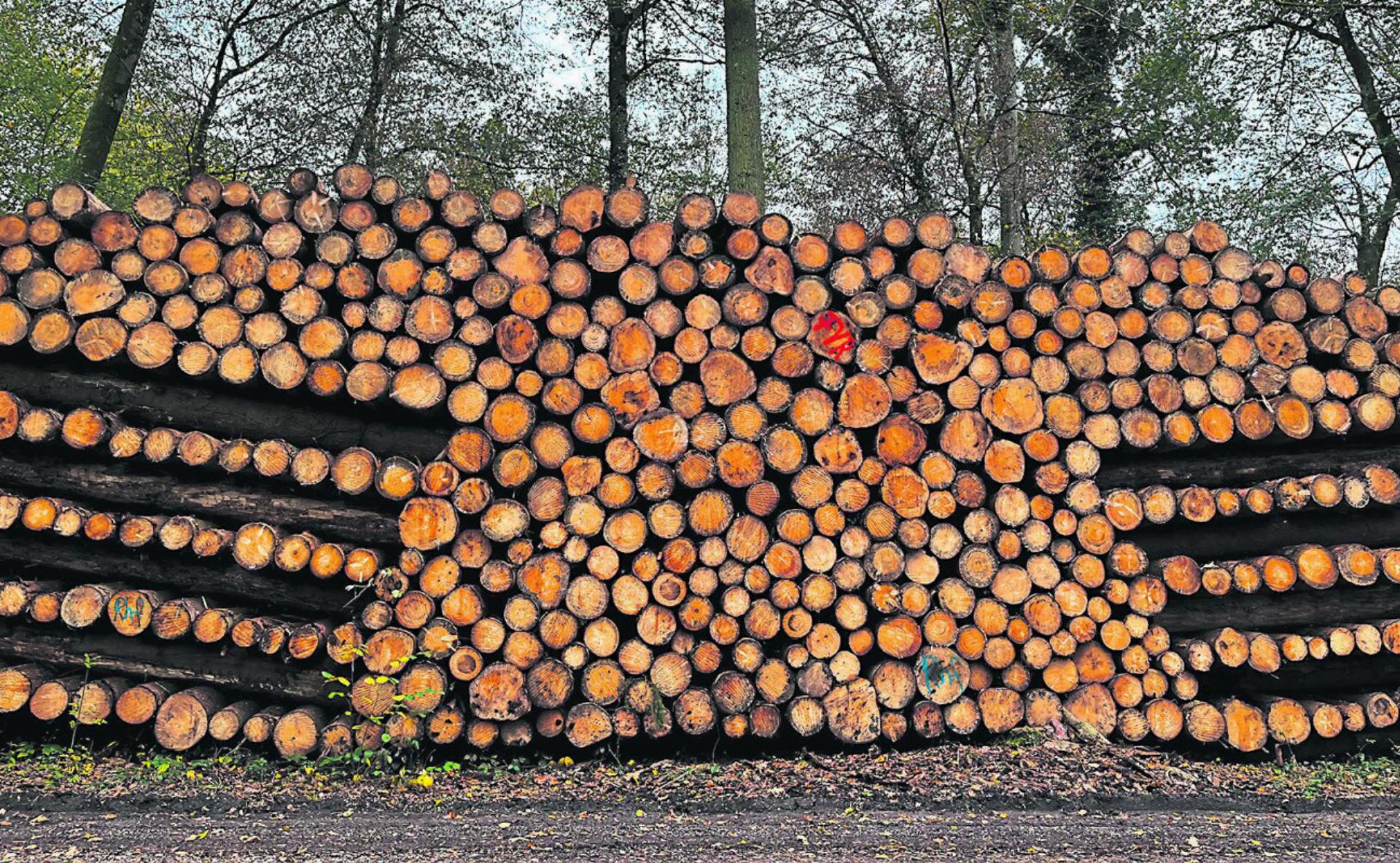 Fast ein Kunstwerk, jedenfalls sehr ordentlich: grosser Holzvorrat, gesehen im Rheinfelder Wald. Foto: Valentin Zumsteg