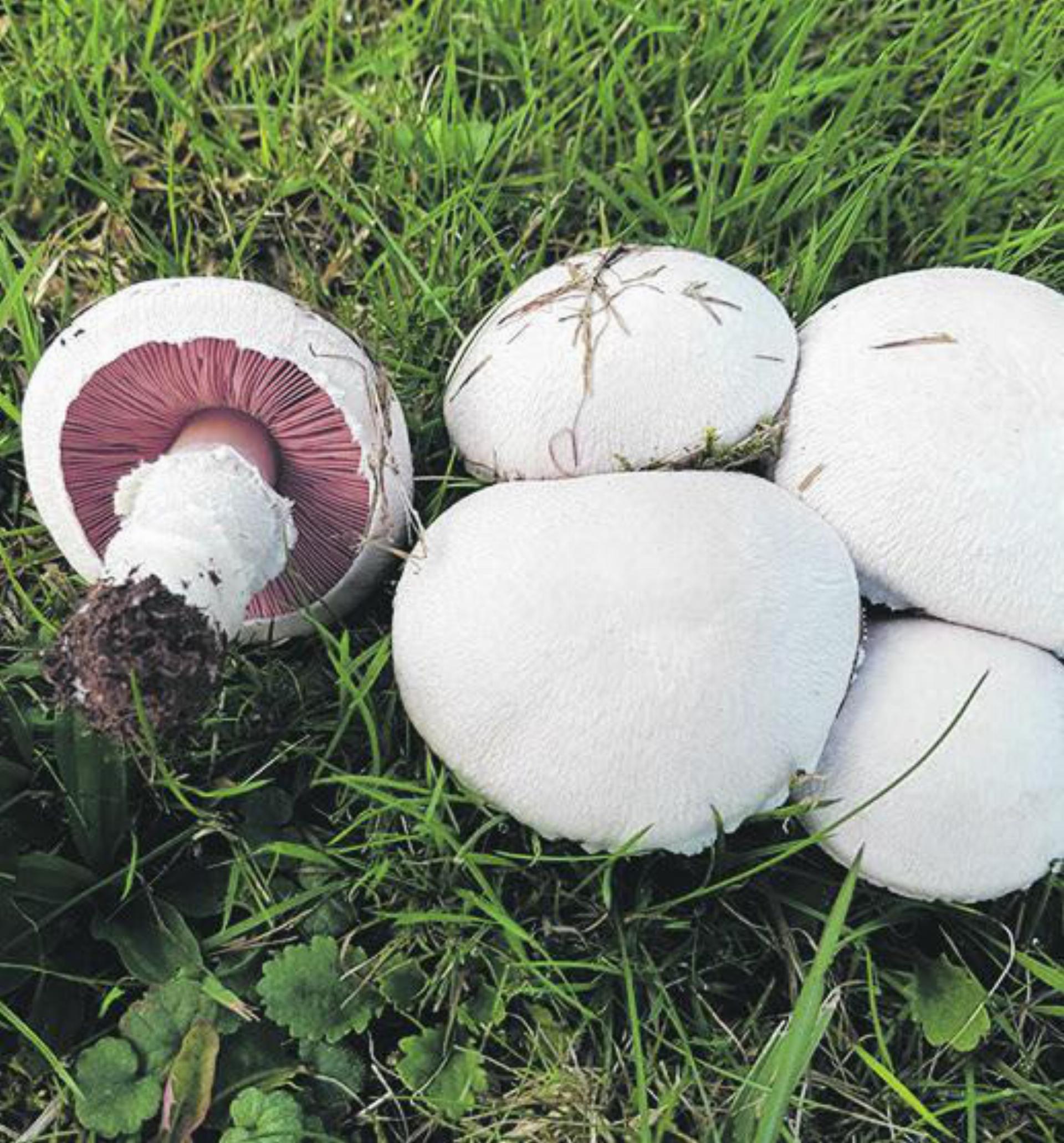 Pilzkontrolle ist im Fricktal angelaufen