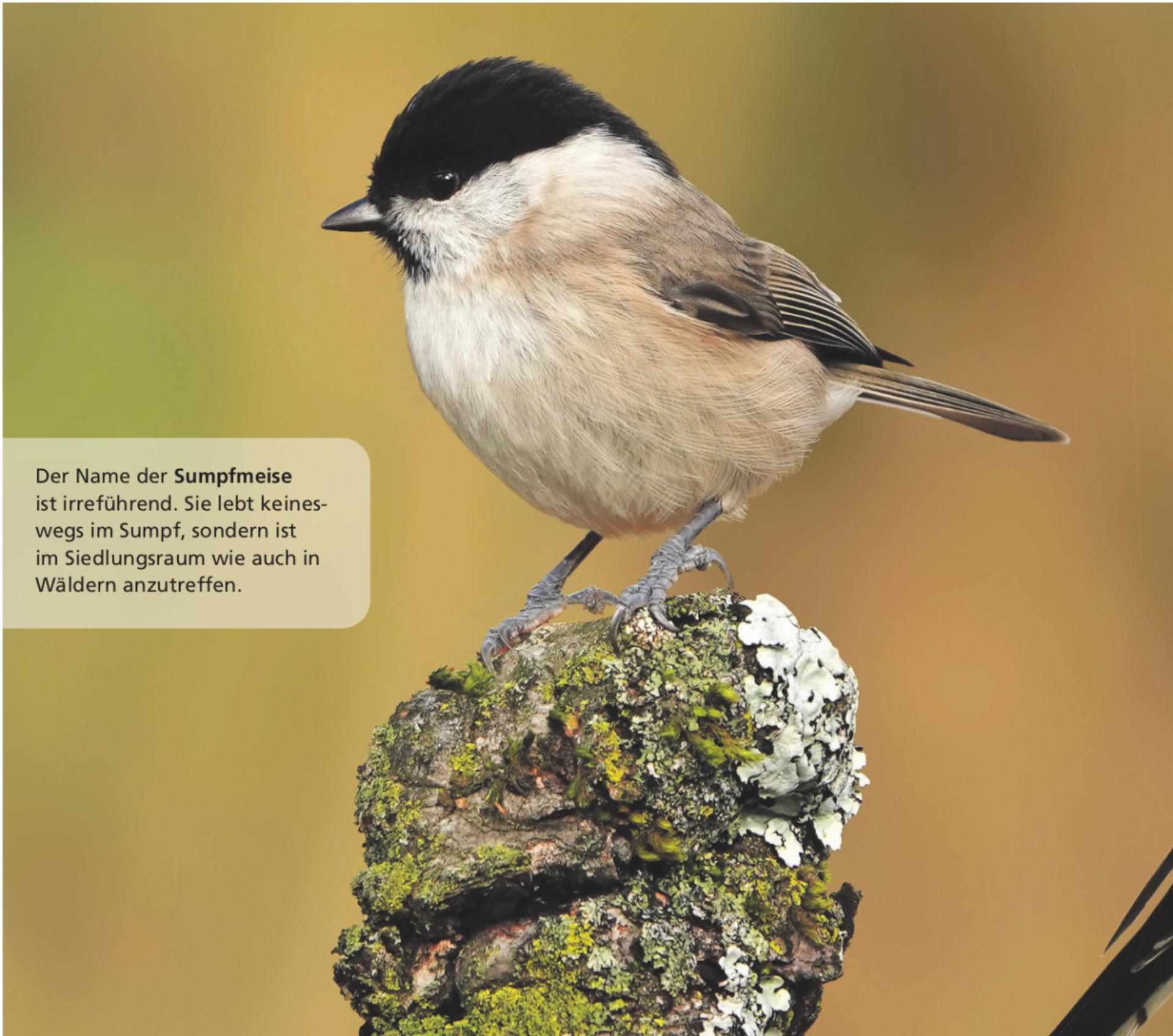 Farbenfrohe, herbstliche Vogelwelt - Das Bild wird blockiert. – Möglicherweise durch einen aktiven Adblocker.