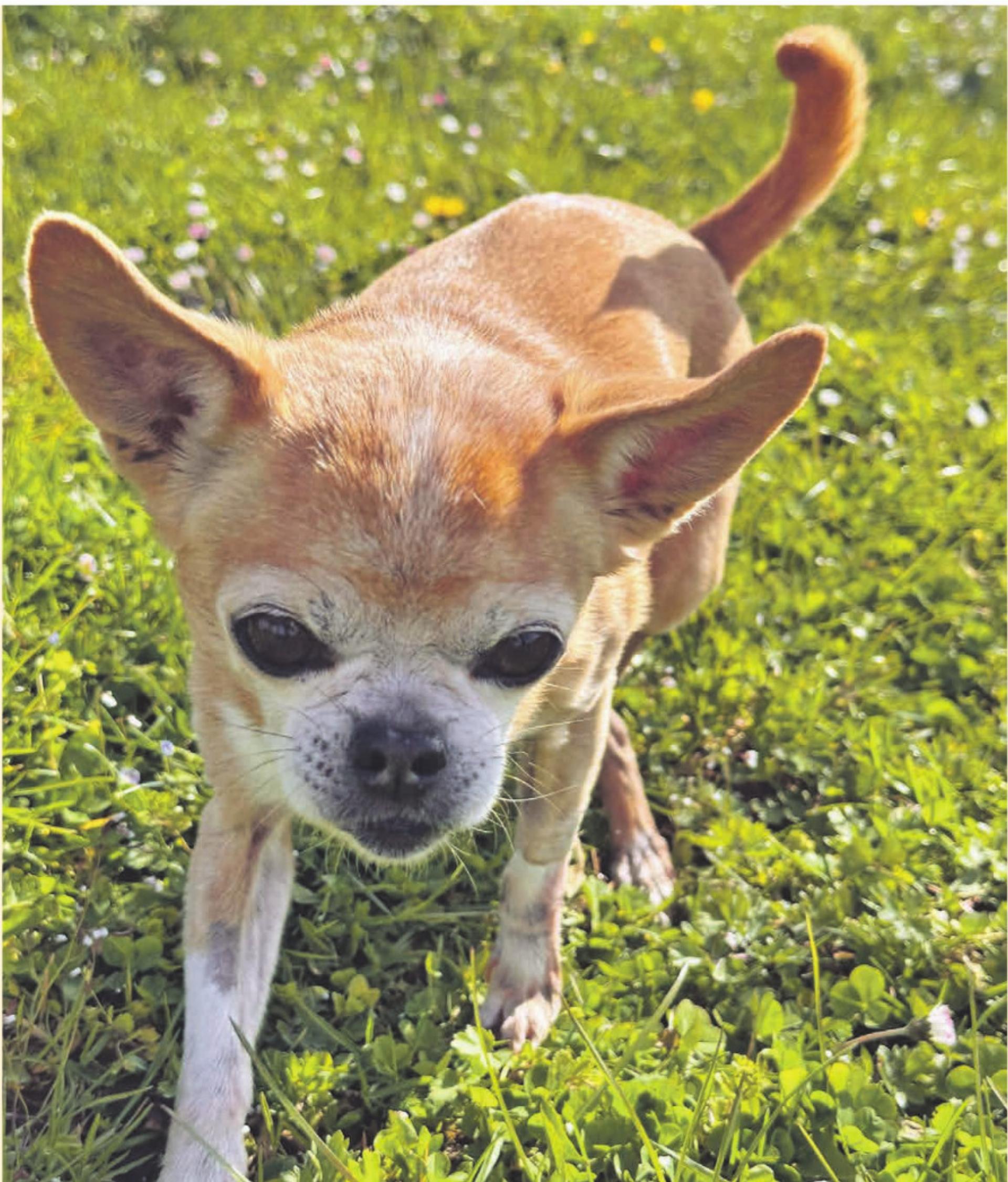 Geschichten vom Tierlignadenhof Kaisten - Das Bild wird blockiert. – Möglicherweise durch einen aktiven Adblocker.